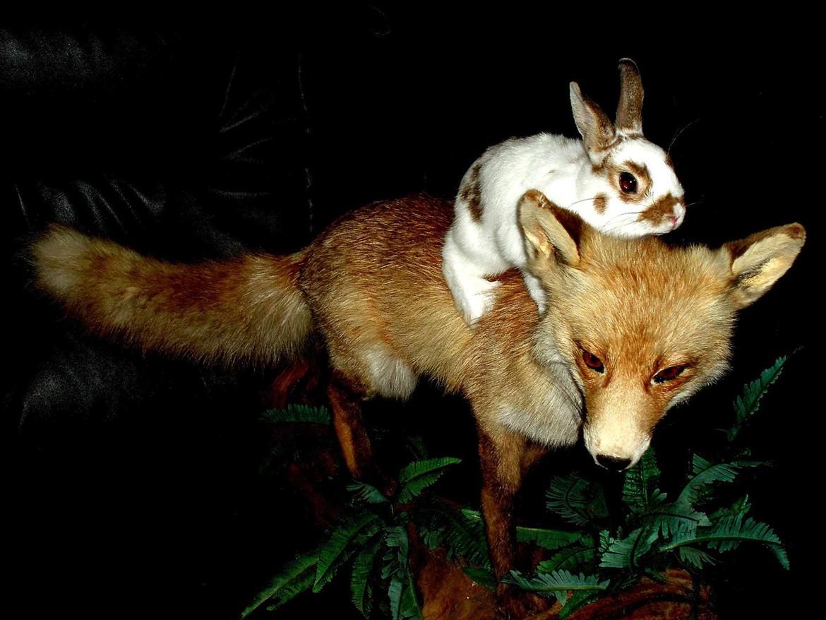 Kanin - Demon - Demon med udstoppet ræv. billede 5