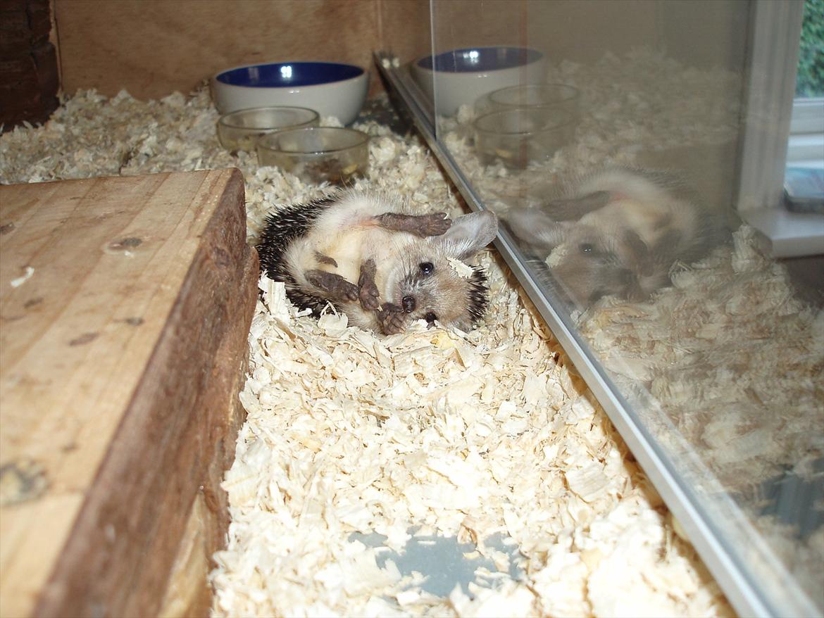 Egyptiske Langørede Pindsvin billede 27