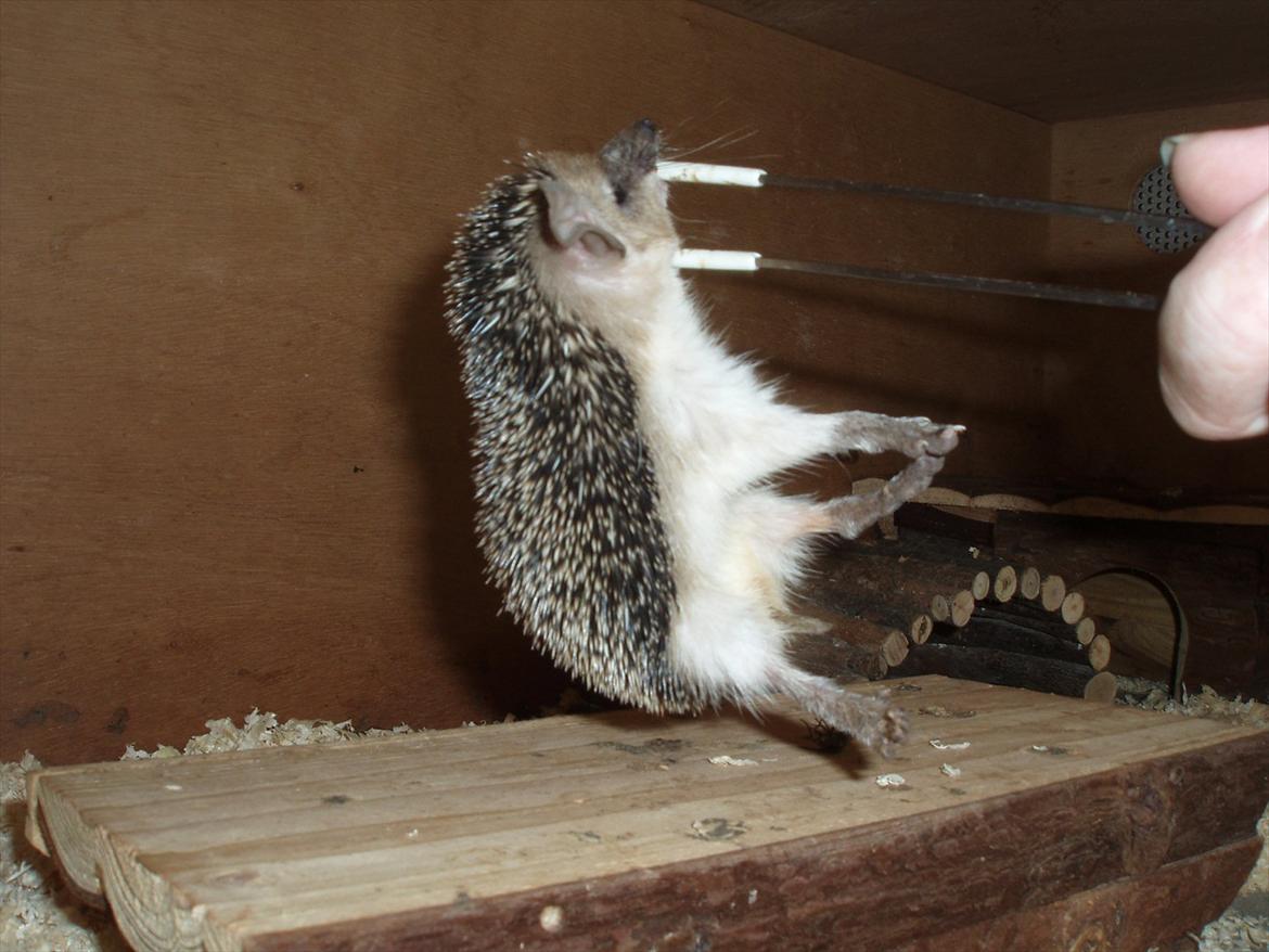 Egyptiske Langørede Pindsvin billede 28