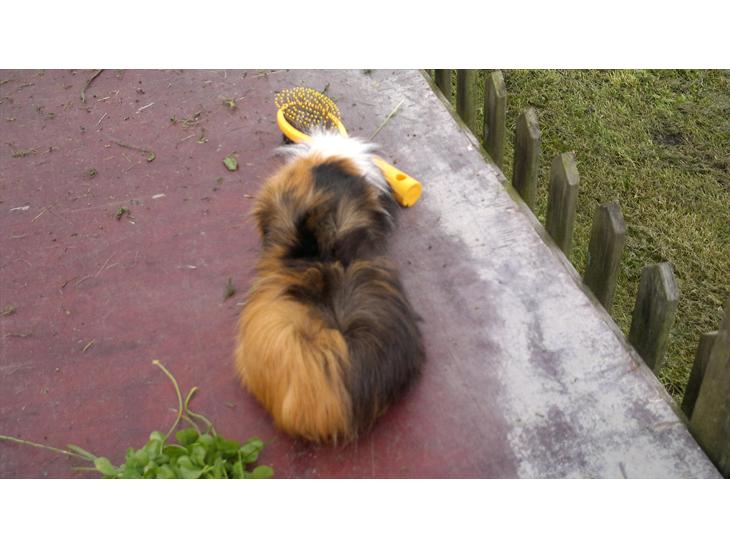 {{currentPhoto.altText}} billede {{currentPhoto.number}}