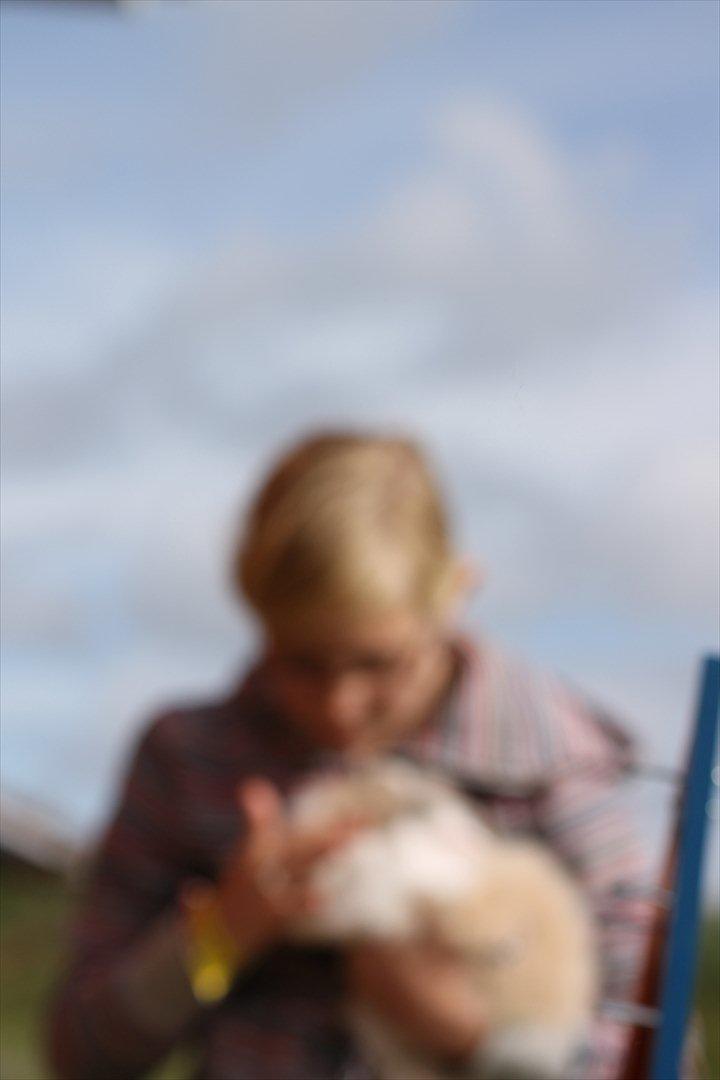 Stald Wraae| Daim, Stampe og Maya Leger Modeller i haven (-; billede 1