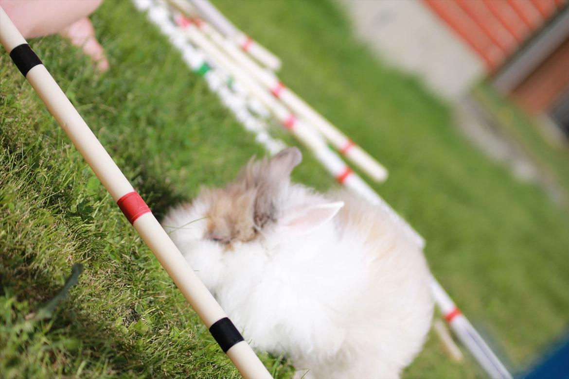 Stald Wraae| Daim, Stampe og Maya Leger Modeller i haven (-; billede 2