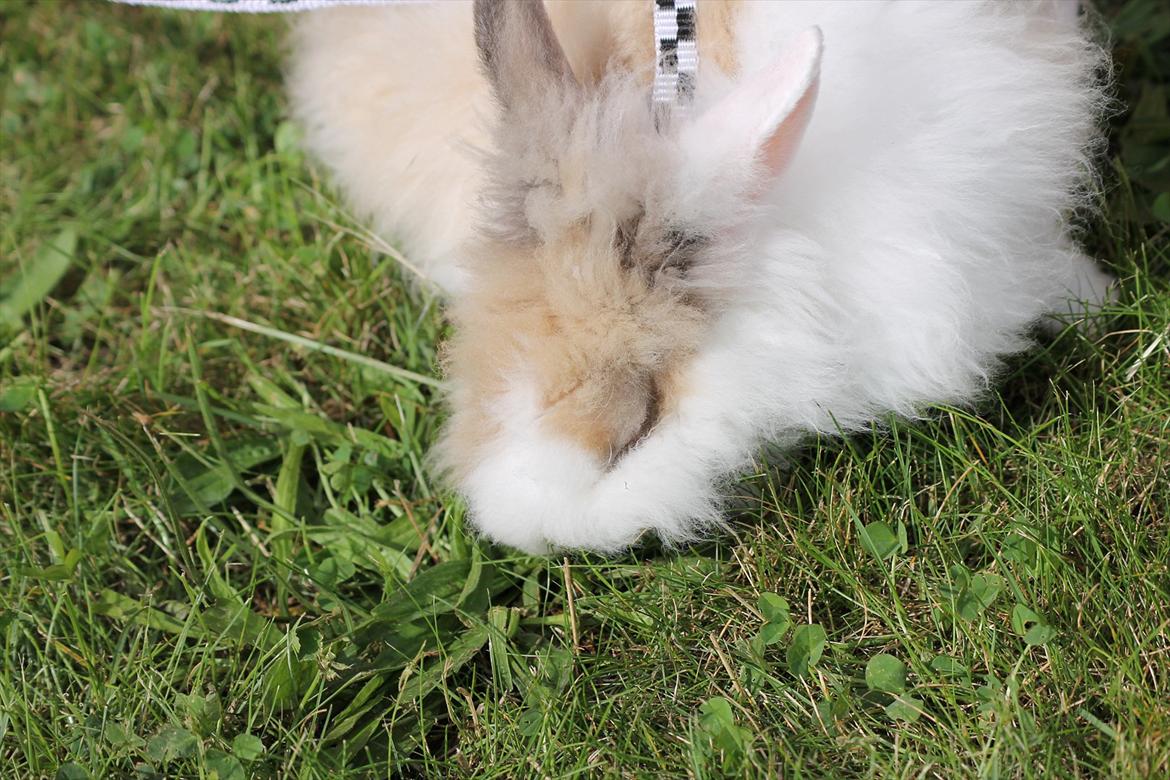 Stald Wraae| Daim, Stampe og Maya Leger Modeller i haven (-; billede 3