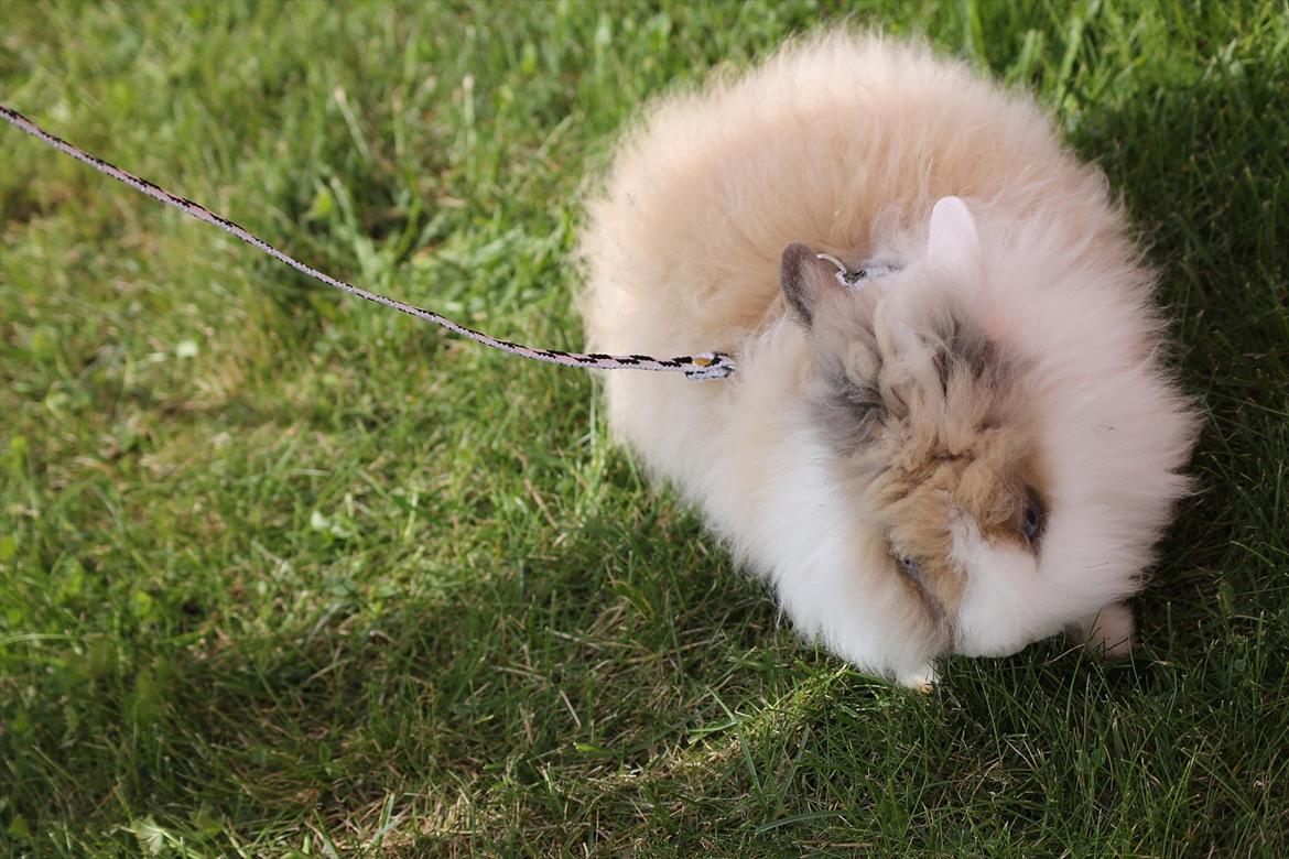 Stald Wraae| Daim, Stampe og Maya Leger Modeller i haven (-; billede 4