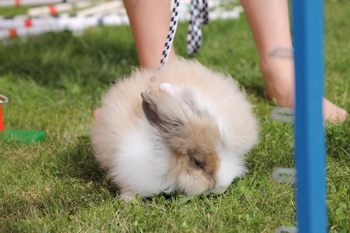 Stald Wraae| Daim, Stampe og Maya Leger Modeller i haven (-; billede 5