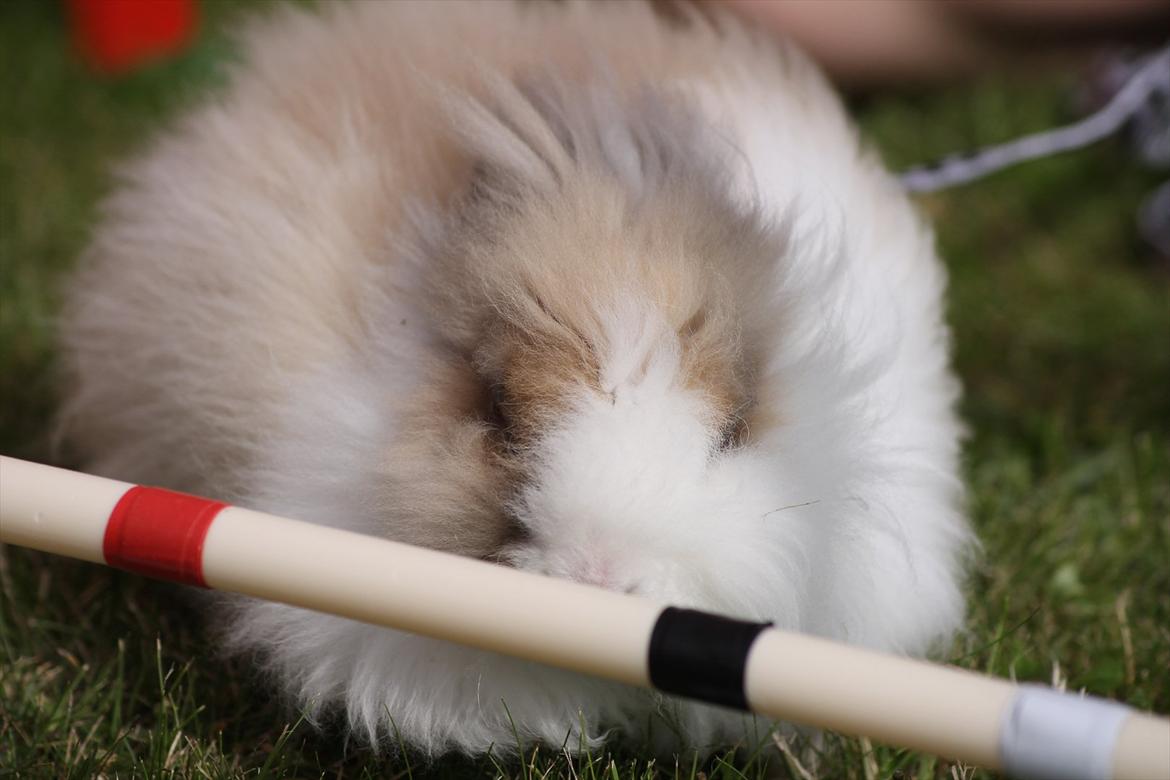 Stald Wraae| Daim, Stampe og Maya Leger Modeller i haven (-; billede 6