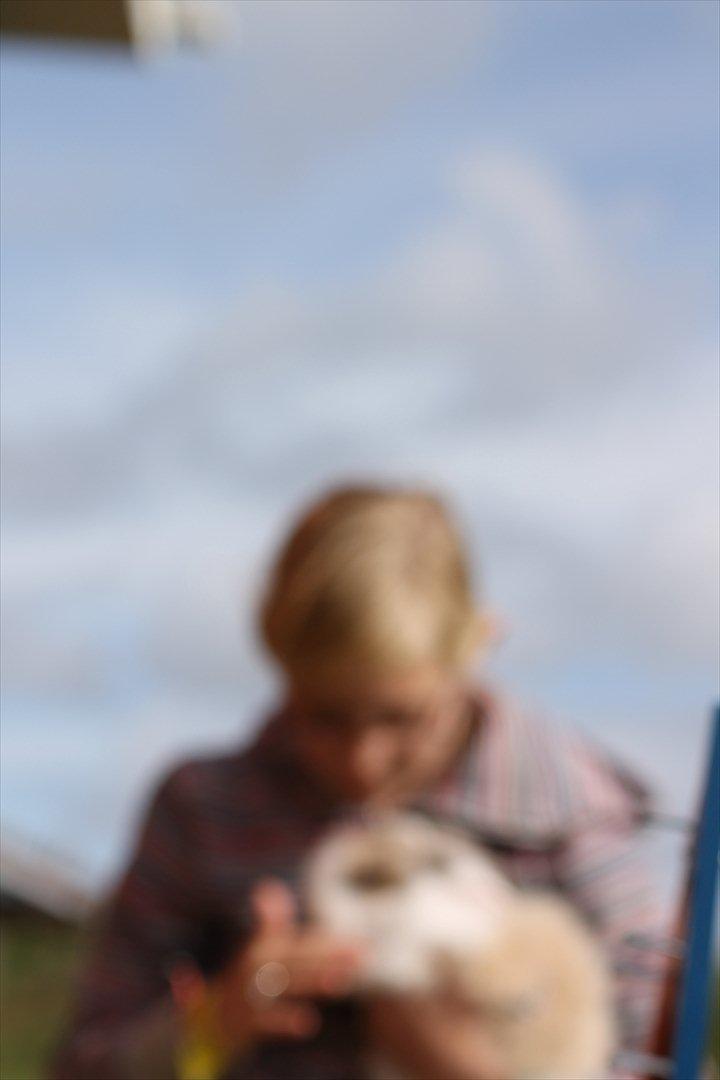 Stald Wraae| Daim, Stampe og Maya Leger Modeller i haven (-; billede 7