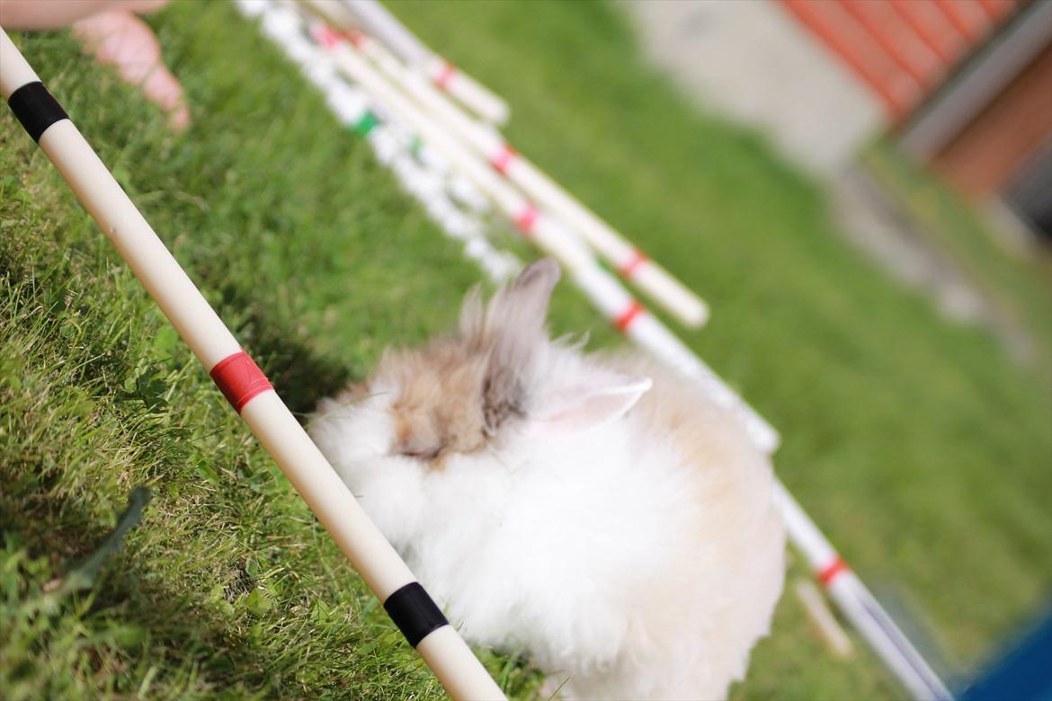 Stald Wraae| Daim, Stampe og Maya Leger Modeller i haven (-; billede 8