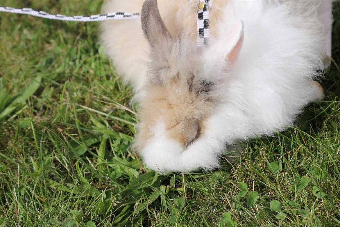 Stald Wraae| Daim, Stampe og Maya Leger Modeller i haven (-; billede 9