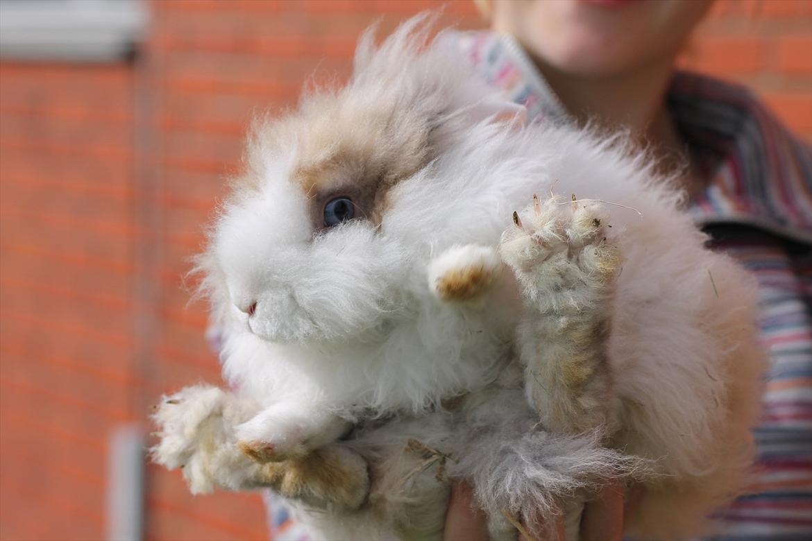 Stald Wraae| Daim, Stampe og Maya Leger Modeller i haven (-; billede 10