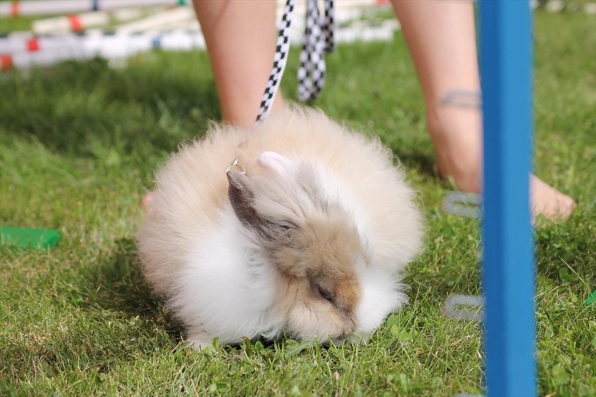 Stald Wraae| Daim, Stampe og Maya Leger Modeller i haven (-; billede 11