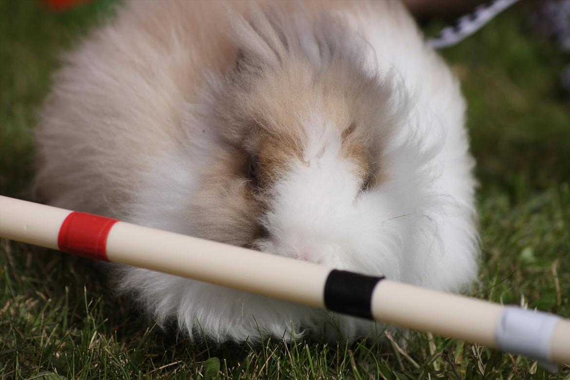 Stald Wraae| Daim, Stampe og Maya Leger Modeller i haven (-; billede 12