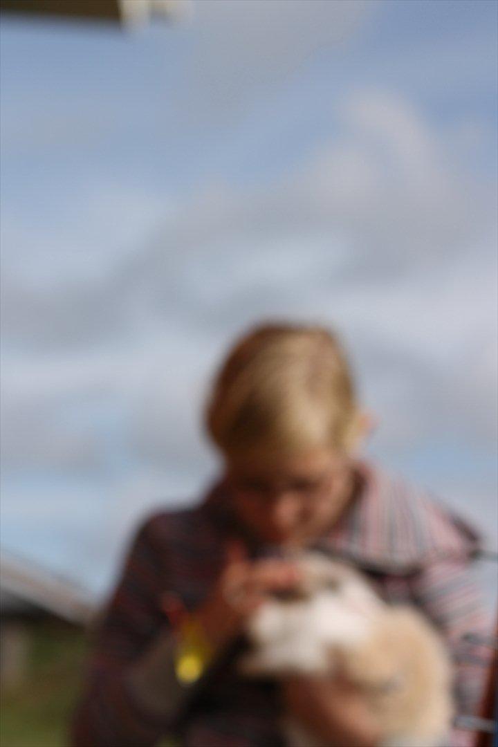 Stald Wraae| Daim, Stampe og Maya Leger Modeller i haven (-; billede 13