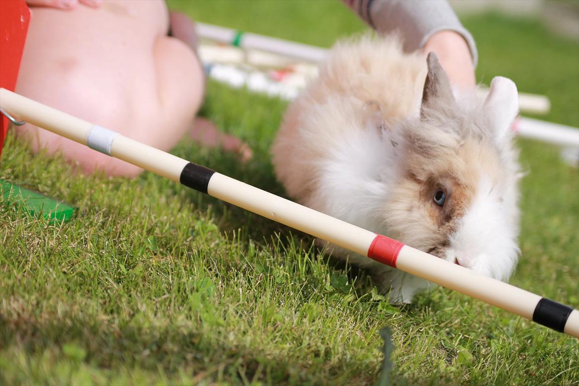 Stald Wraae| Daim, Stampe og Maya Leger Modeller i haven (-; billede 14