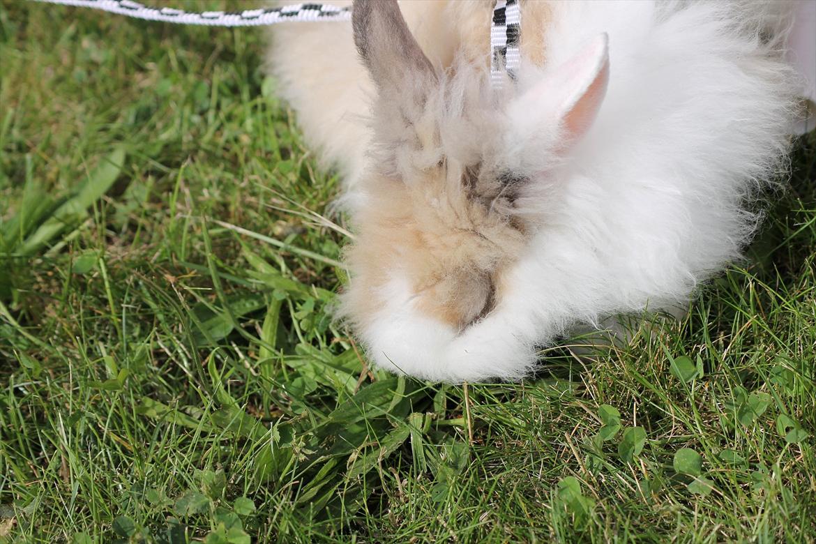 Stald Wraae| Daim, Stampe og Maya Leger Modeller i haven (-; billede 15