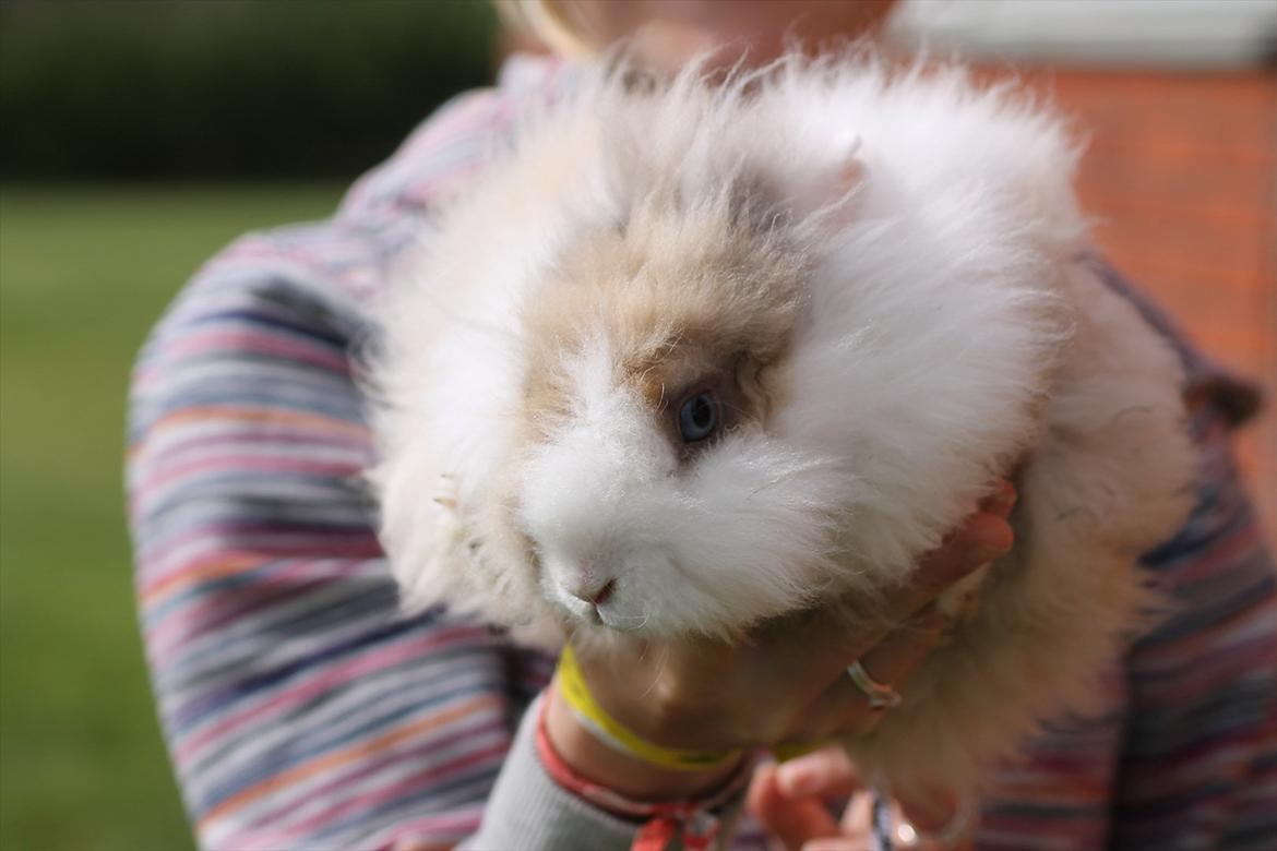 Stald Wraae| Daim, Stampe og Maya Leger Modeller i haven (-; billede 16