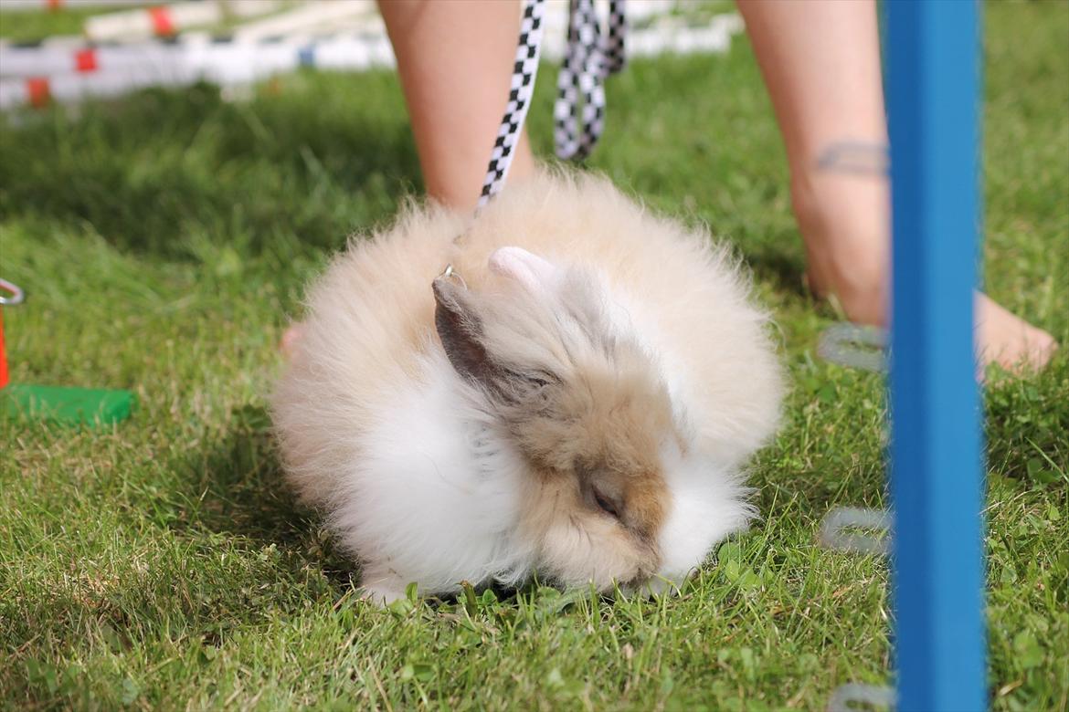 Stald Wraae| Daim, Stampe og Maya Leger Modeller i haven (-; billede 17