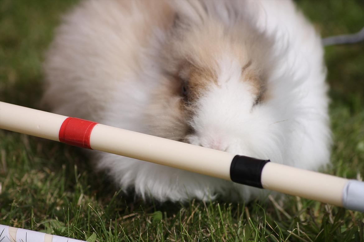 Stald Wraae| Daim, Stampe og Maya Leger Modeller i haven (-; billede 18