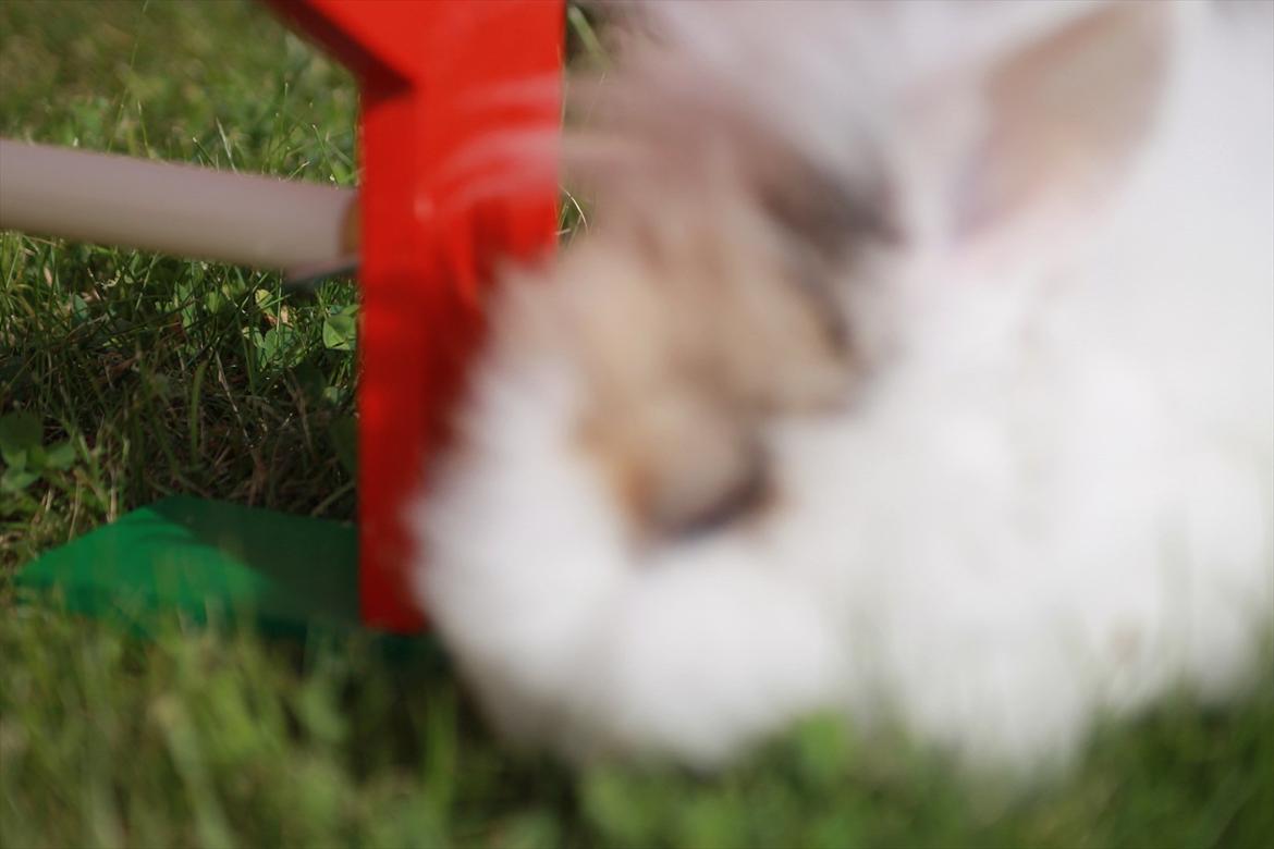 Stald Wraae| Daim, Stampe og Maya Leger Modeller i haven (-; billede 19