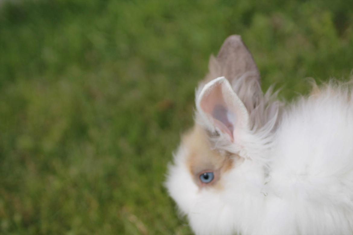 Stald Wraae| Daim, Stampe og Maya Leger Modeller i haven (-; billede 20