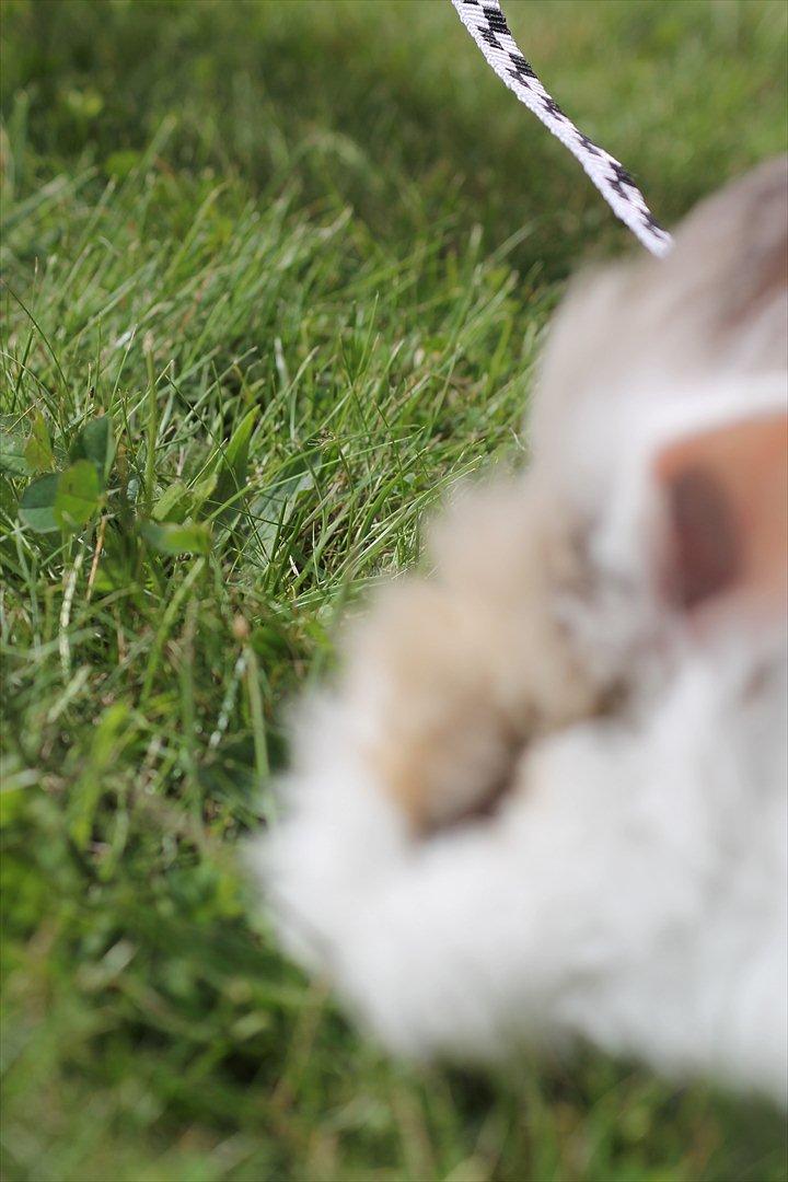 Stald Wraae| Daim, Stampe og Maya Leger Modeller i haven (-; billede 21