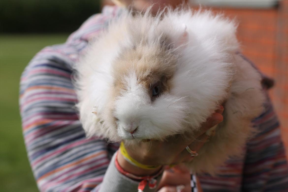 Stald Wraae| Daim, Stampe og Maya Leger Modeller i haven (-; billede 22