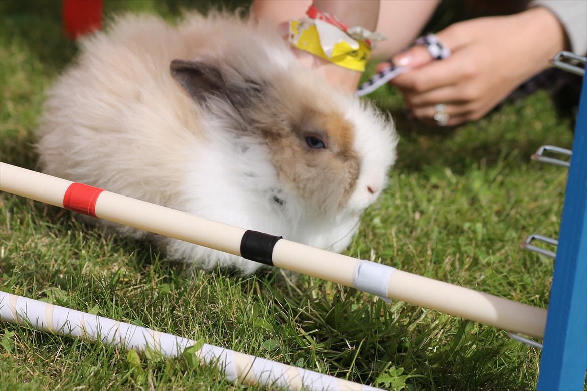 Stald Wraae| Daim, Stampe og Maya Leger Modeller i haven (-; billede 23