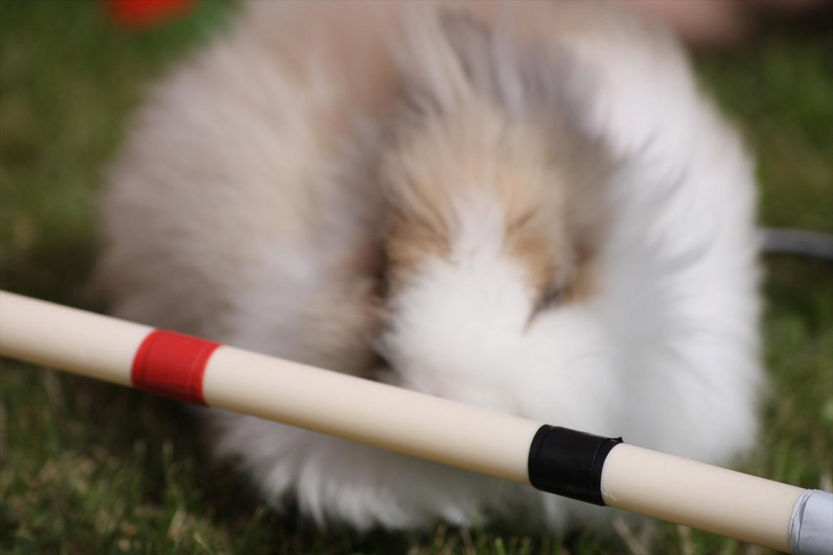 Stald Wraae| Daim, Stampe og Maya Leger Modeller i haven (-; billede 24