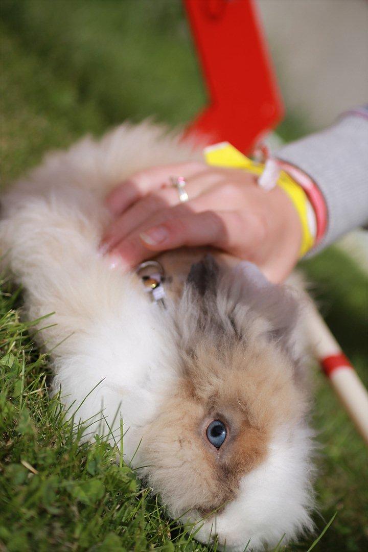 Stald Wraae| Daim, Stampe og Maya Leger Modeller i haven (-; billede 25