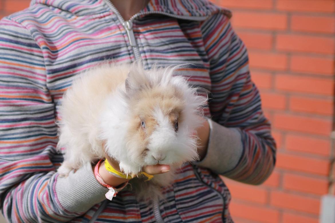 Stald Wraae| Daim, Stampe og Maya Leger Modeller i haven (-; billede 26