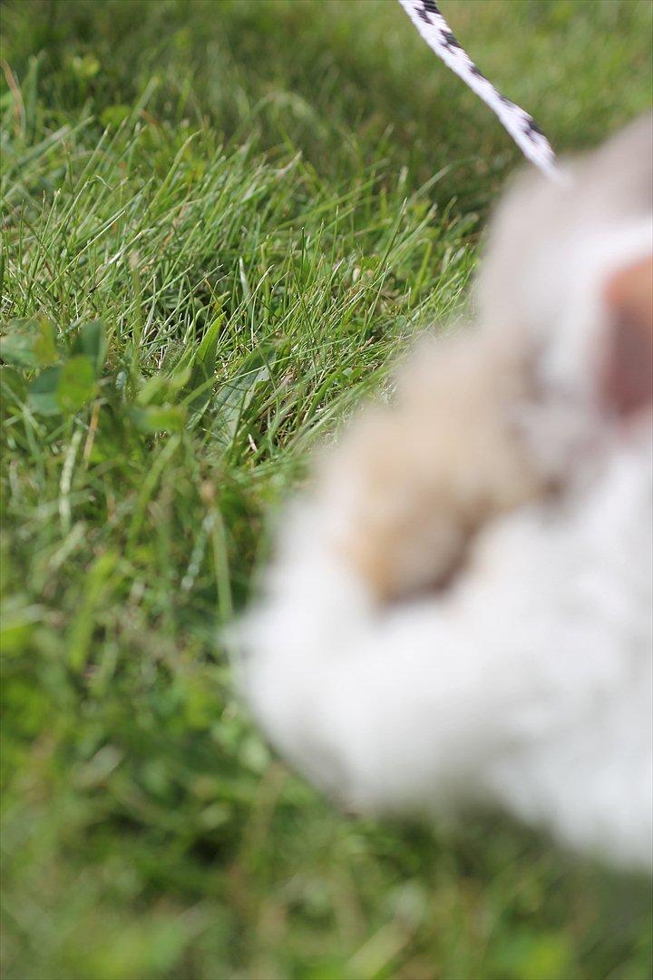 Stald Wraae| Daim, Stampe og Maya Leger Modeller i haven (-; billede 27