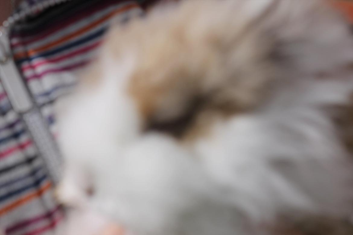 Stald Wraae| Daim, Stampe og Maya Leger Modeller i haven (-; billede 28