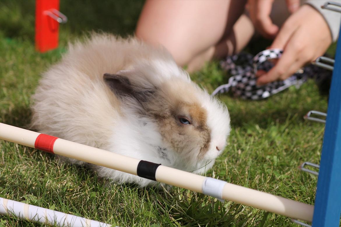 Stald Wraae| Daim, Stampe og Maya Leger Modeller i haven (-; billede 29