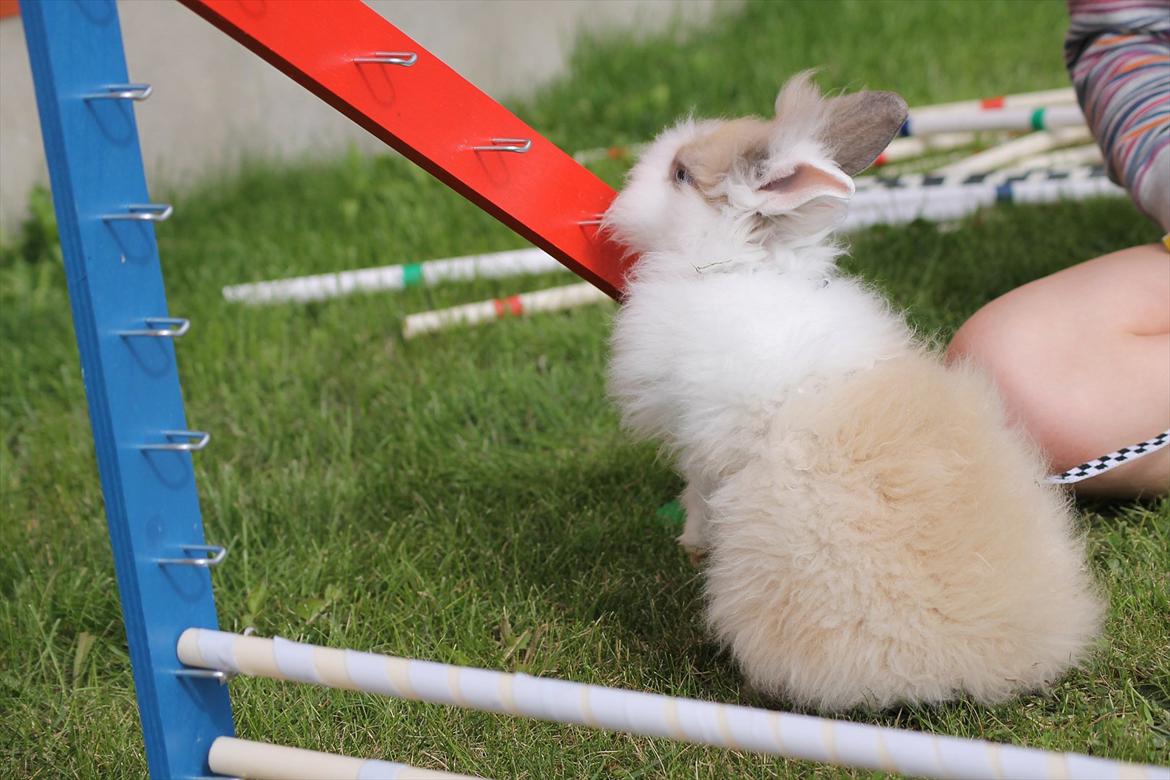 Stald Wraae| Daim, Stampe og Maya Leger Modeller i haven (-; billede 30