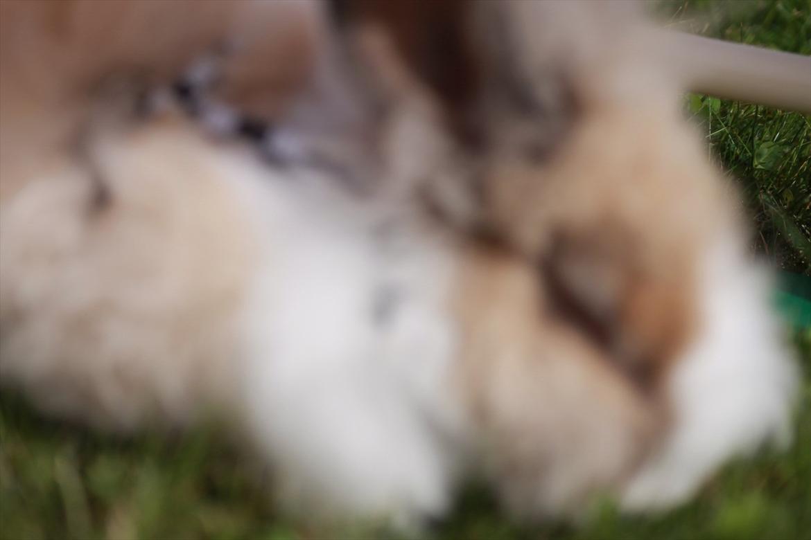 Stald Wraae| Daim, Stampe og Maya Leger Modeller i haven (-; billede 31