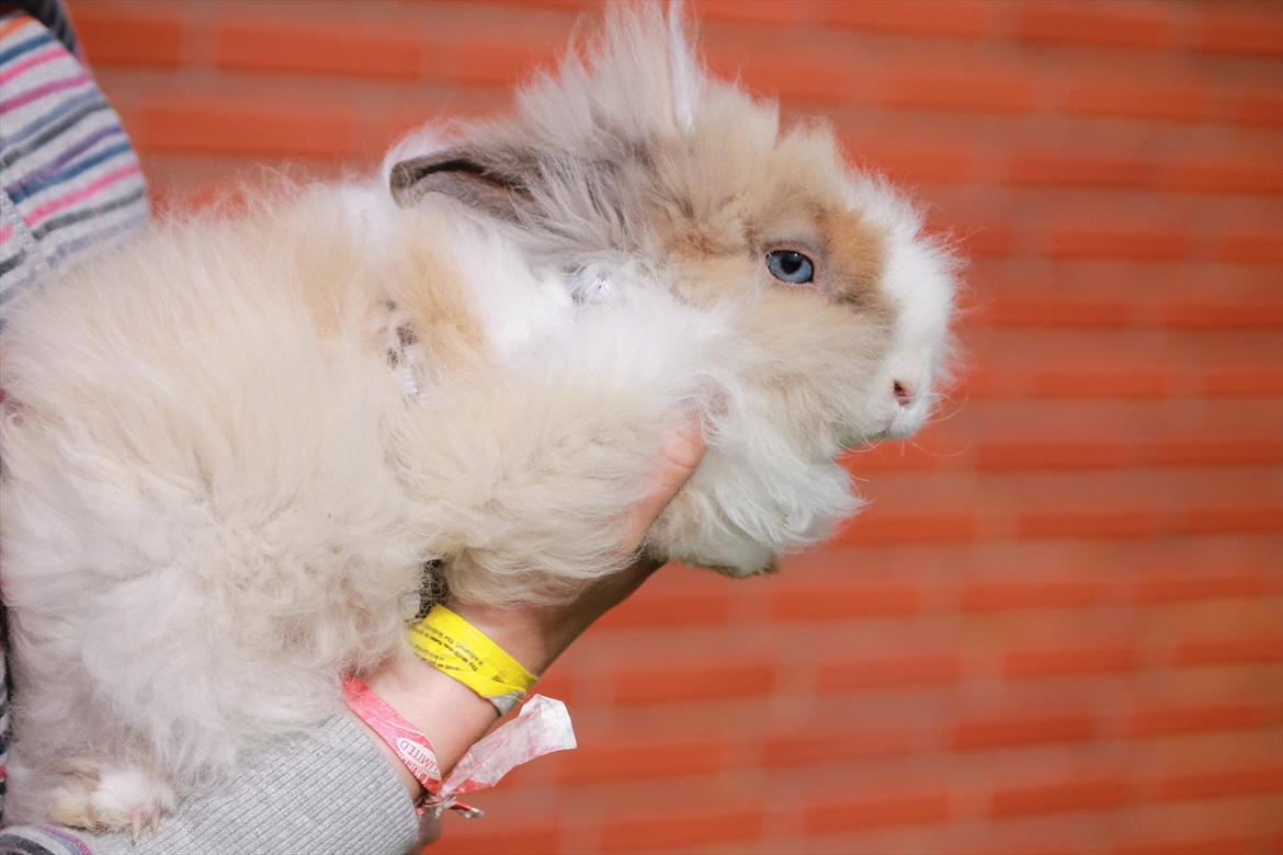 Stald Wraae| Daim, Stampe og Maya Leger Modeller i haven (-; billede 32