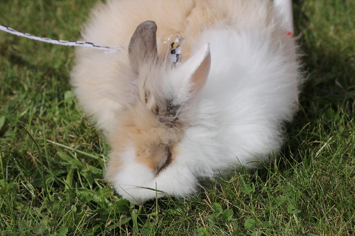 Stald Wraae| Daim, Stampe og Maya Leger Modeller i haven (-; billede 33