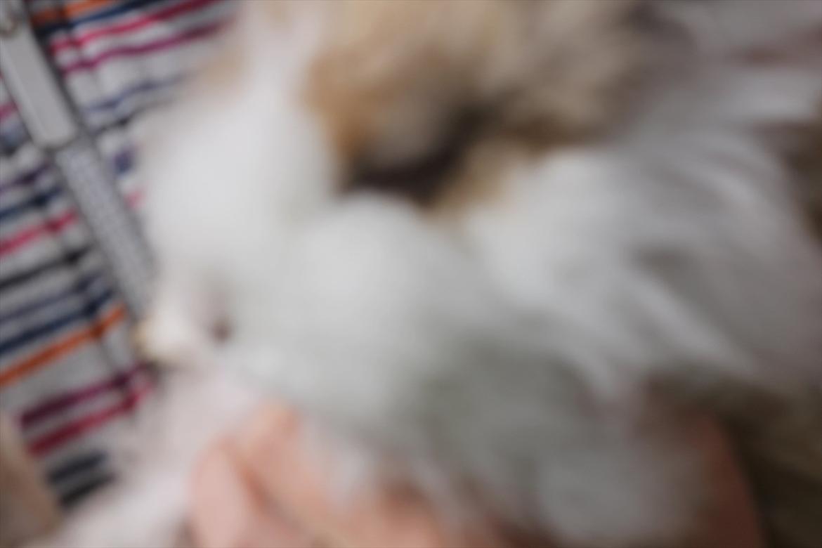 Stald Wraae| Daim, Stampe og Maya Leger Modeller i haven (-; billede 34