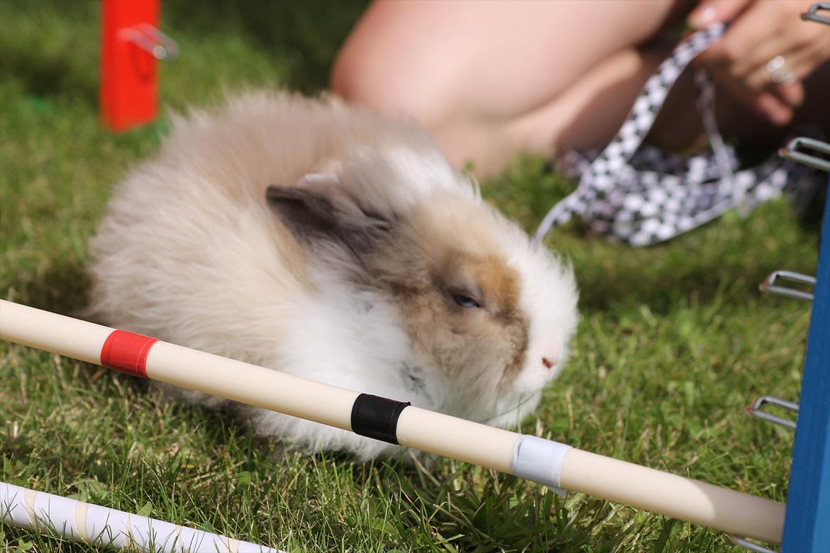 Stald Wraae| Daim, Stampe og Maya Leger Modeller i haven (-; billede 35