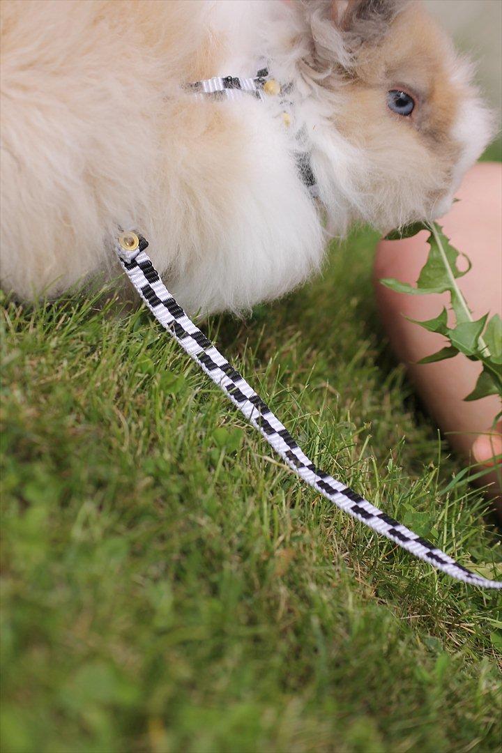 Stald Wraae| Daim, Stampe og Maya Leger Modeller i haven (-; billede 36