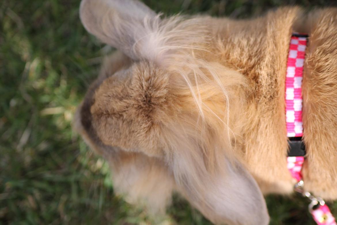 Stald Wraae| Daim, Stampe og Maya Leger Modeller i haven (-; billede 37