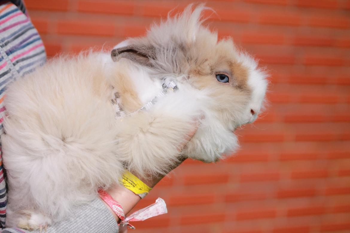 Stald Wraae| Daim, Stampe og Maya Leger Modeller i haven (-; billede 38