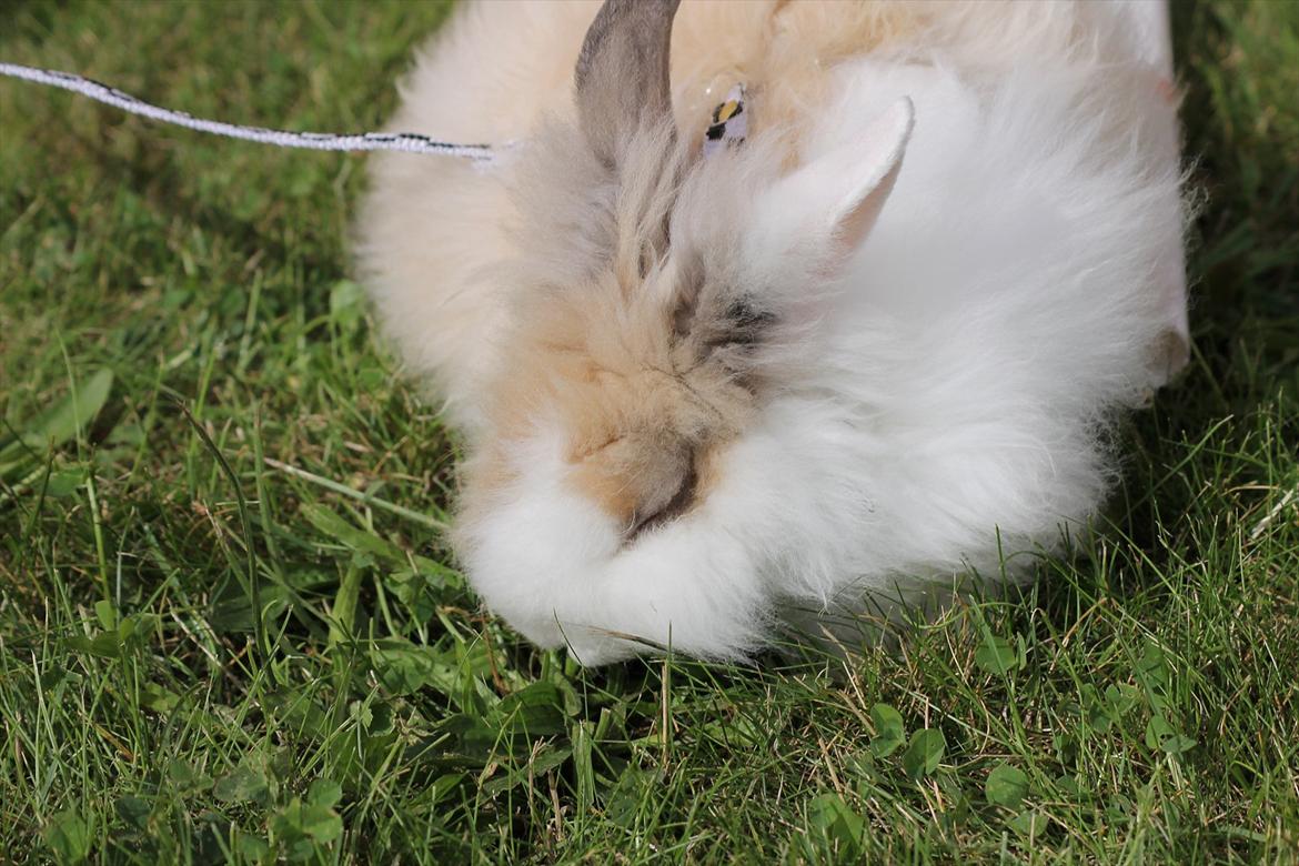 Stald Wraae| Daim, Stampe og Maya Leger Modeller i haven (-; billede 39