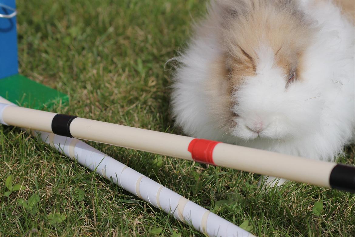 Stald Wraae| Daim, Stampe og Maya Leger Modeller i haven (-; billede 40