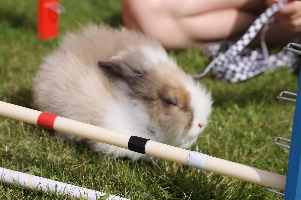 Stald Wraae| Daim, Stampe og Maya Leger Modeller i haven (-; billede 41