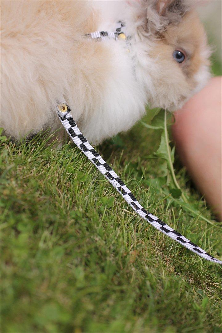 Stald Wraae| Daim, Stampe og Maya Leger Modeller i haven (-; billede 42