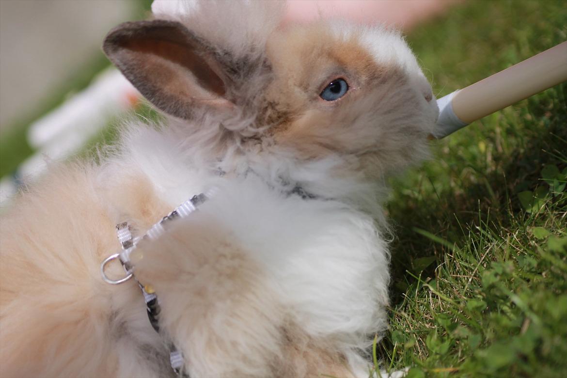 Stald Wraae| Daim, Stampe og Maya Leger Modeller i haven (-; billede 43