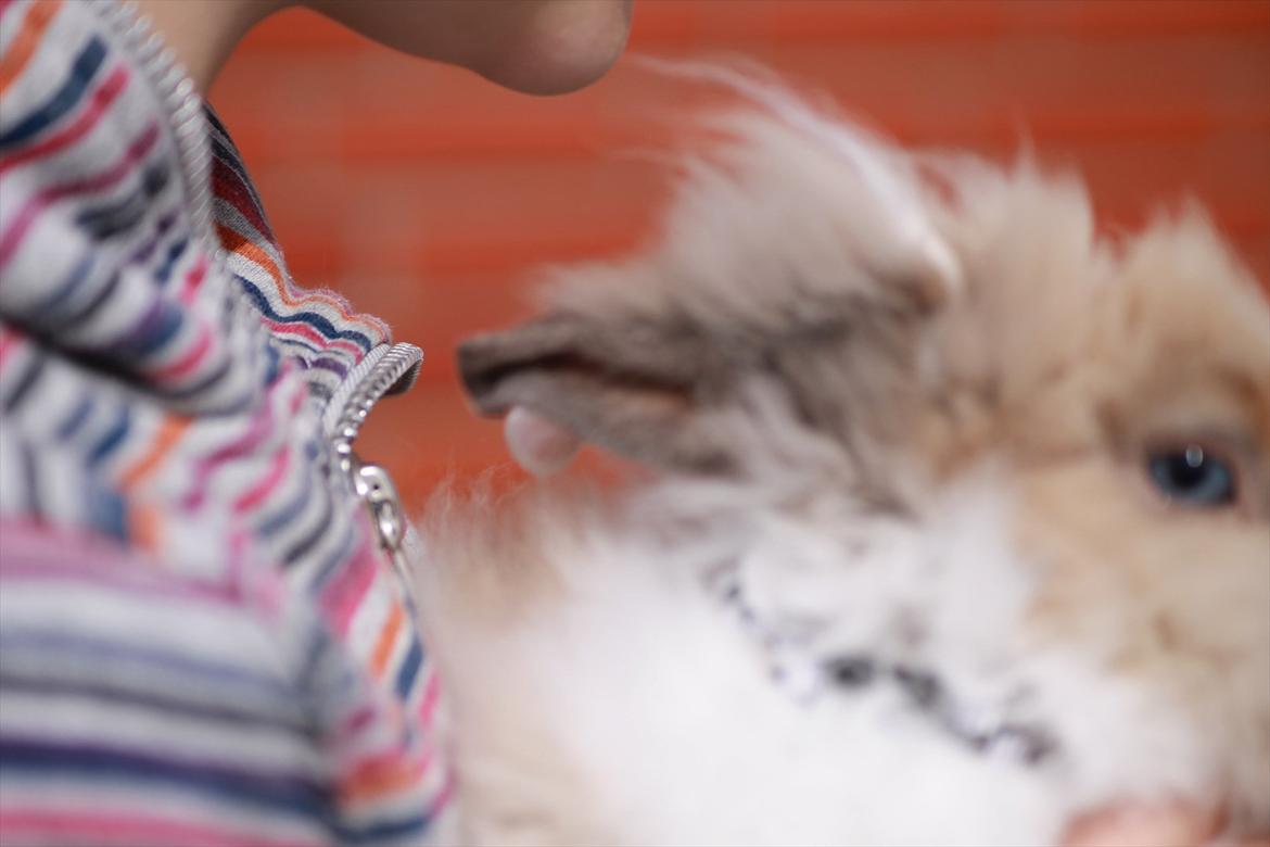 Stald Wraae| Daim, Stampe og Maya Leger Modeller i haven (-; billede 44