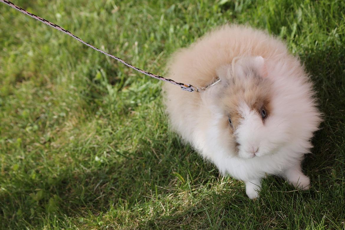 Stald Wraae| Daim, Stampe og Maya Leger Modeller i haven (-; billede 45