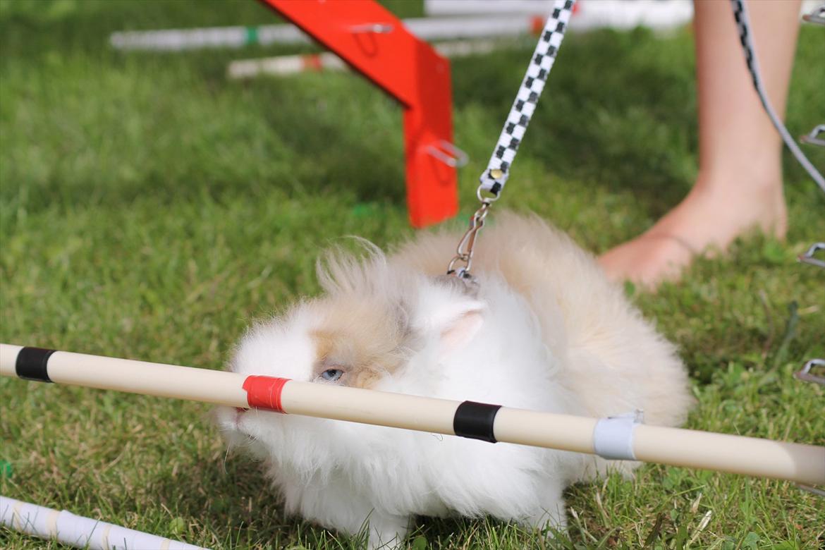 Stald Wraae| Daim, Stampe og Maya Leger Modeller i haven (-; billede 46